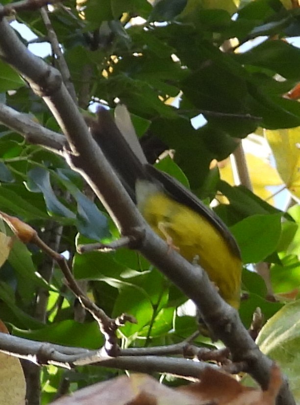 Reinita Canadiense - ML646329979