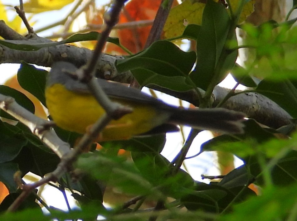 Reinita Canadiense - ML646329980