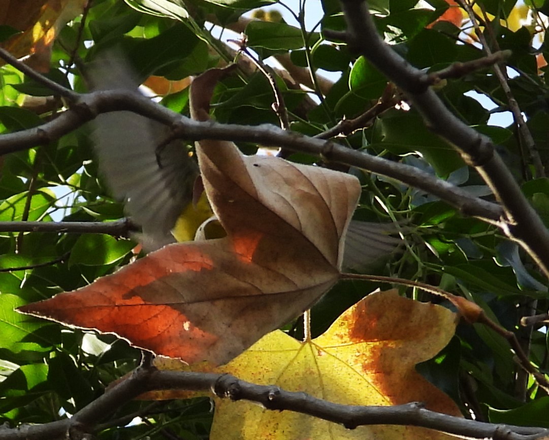 Reinita Canadiense - ML646329981