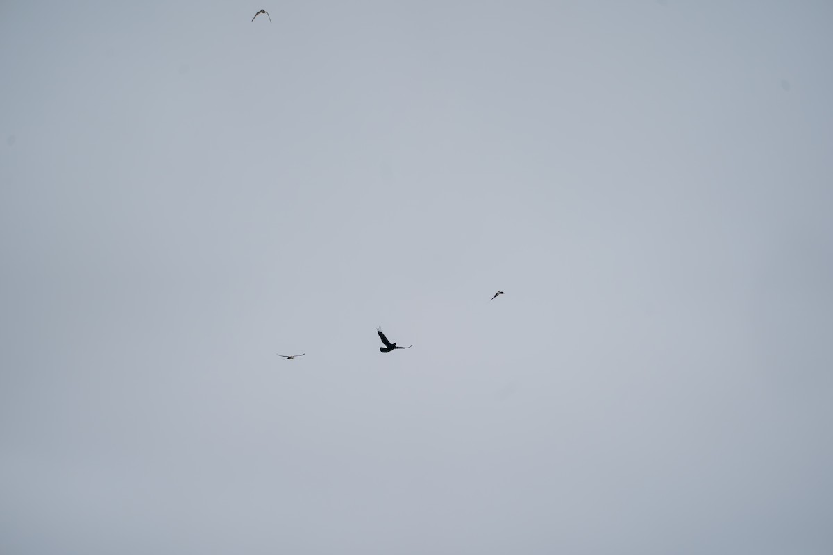 Common Raven - ML646329982