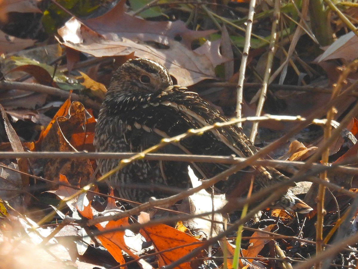 Bécassine de Wilson - ML646329984