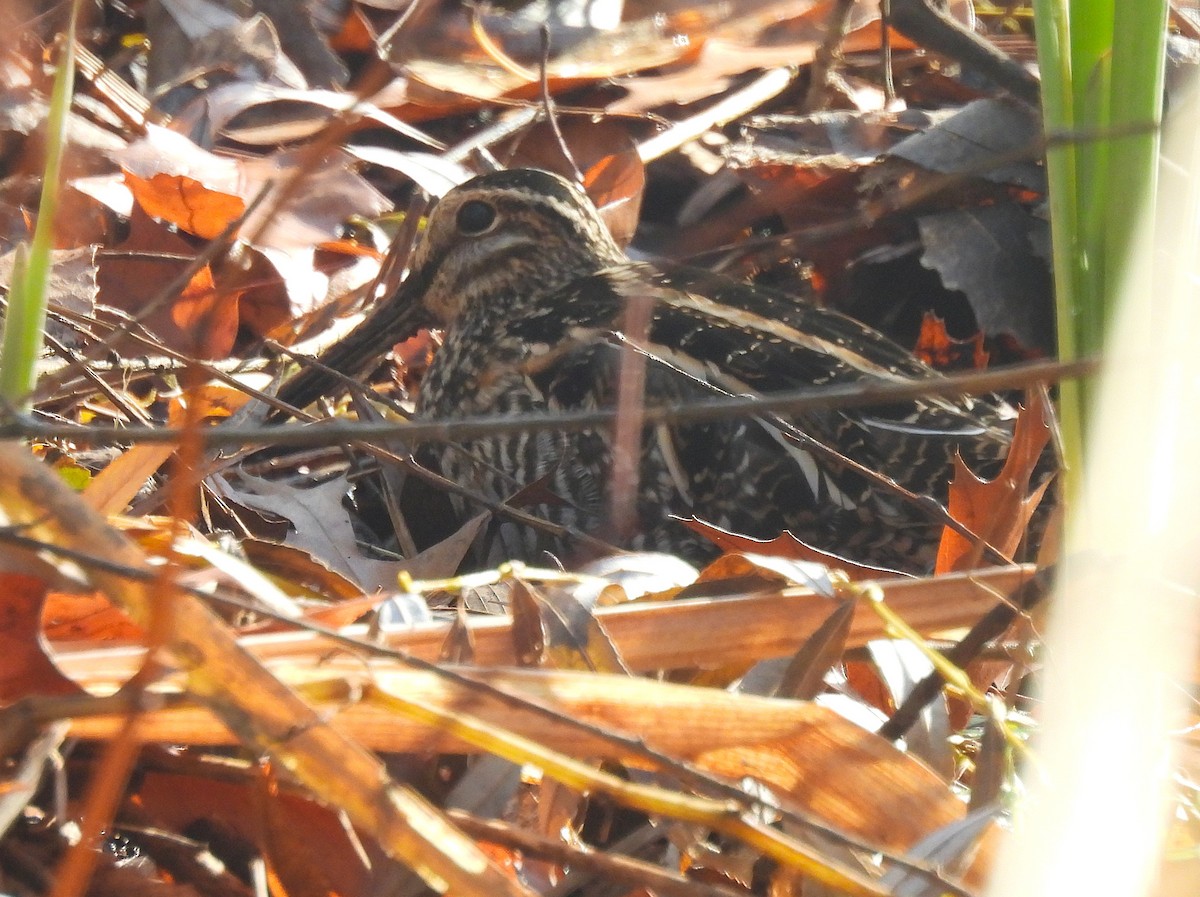 Bécassine de Wilson - ML646329985