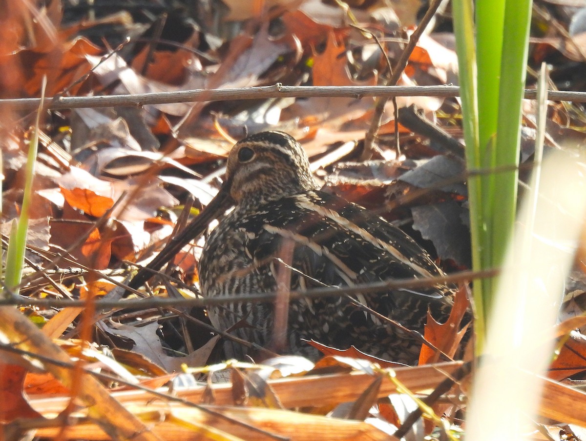 Bécassine de Wilson - ML646329986