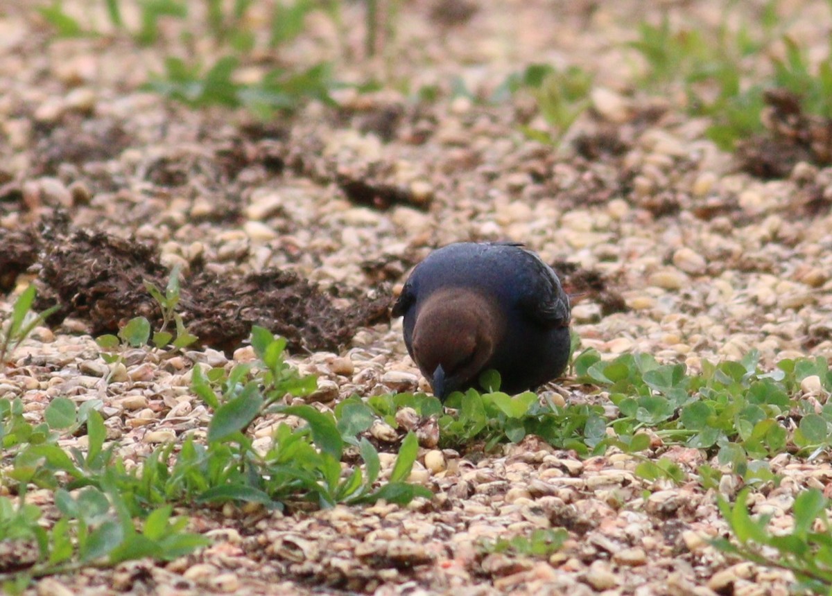 שחרורית חומת-ראש - ML646329987