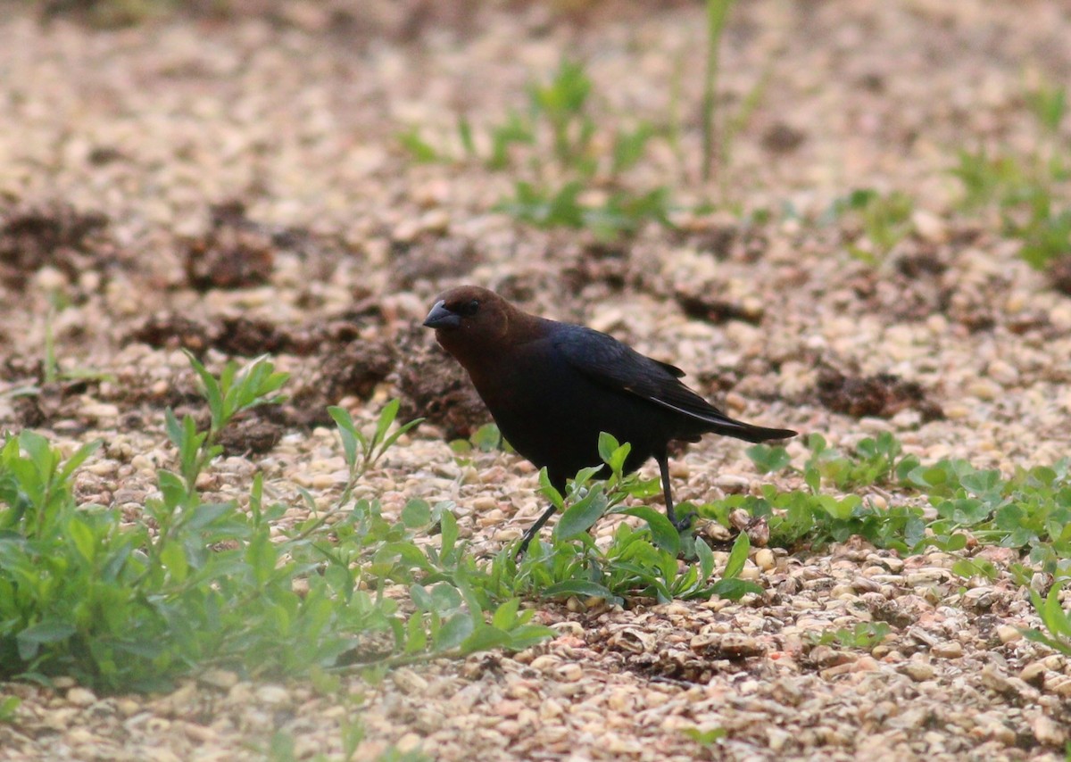 שחרורית חומת-ראש - ML646329988