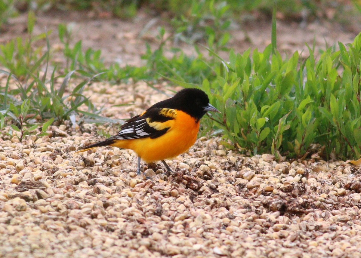 פזאי צפוני - ML646330015