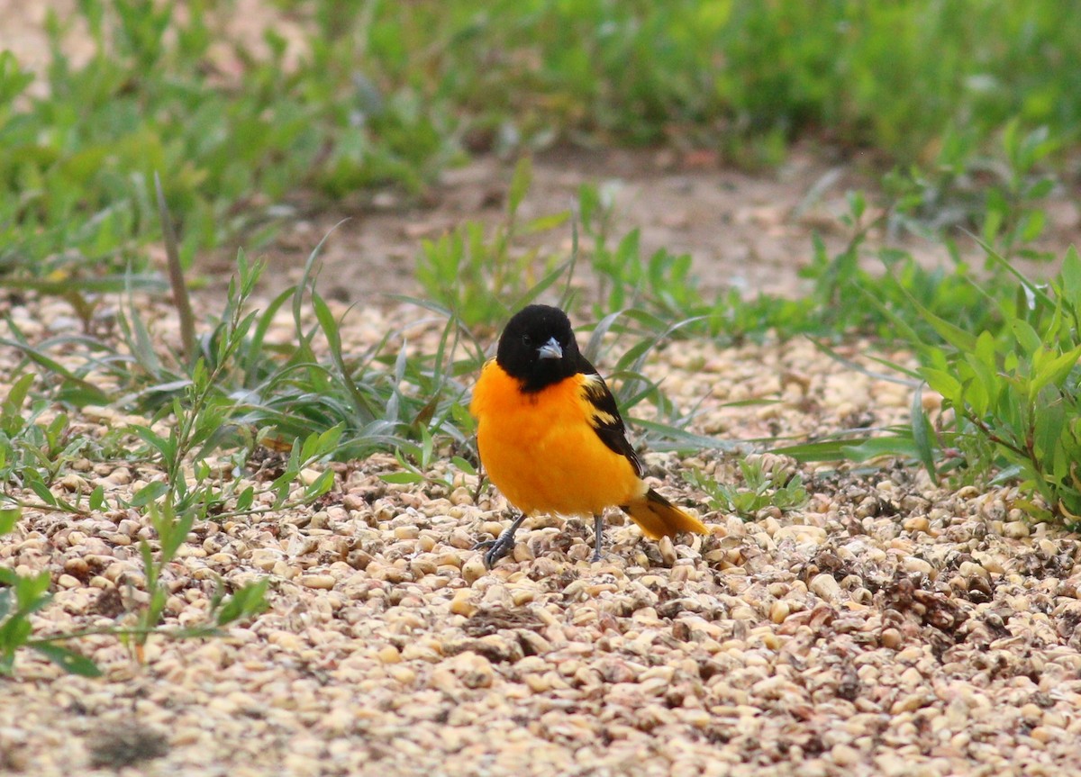 פזאי צפוני - ML646330016