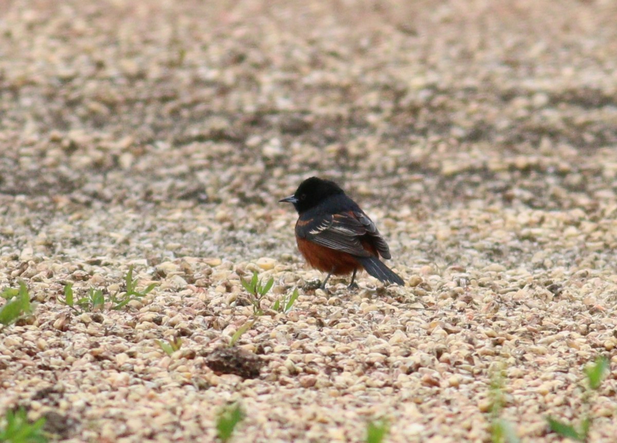 Orchard Oriole - ML646330018