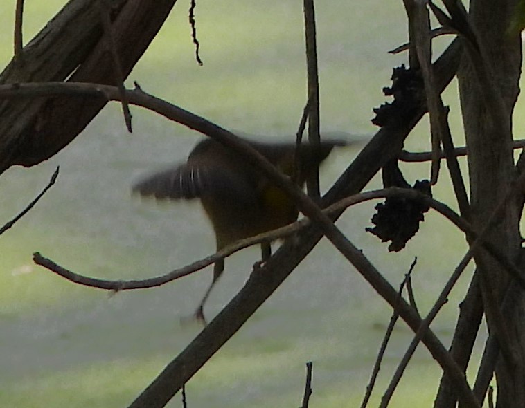 סבכון חכלילי - ML646330026