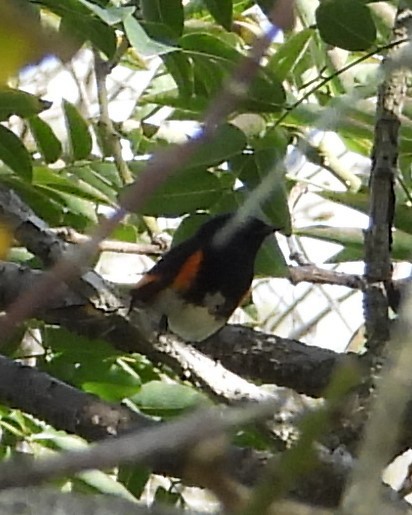 סבכון חכלילי - ML646330027