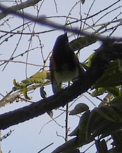 סבכון חכלילי - ML646330028