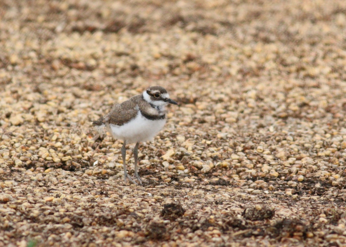 חופמי כפול-צווארון - ML646330031
