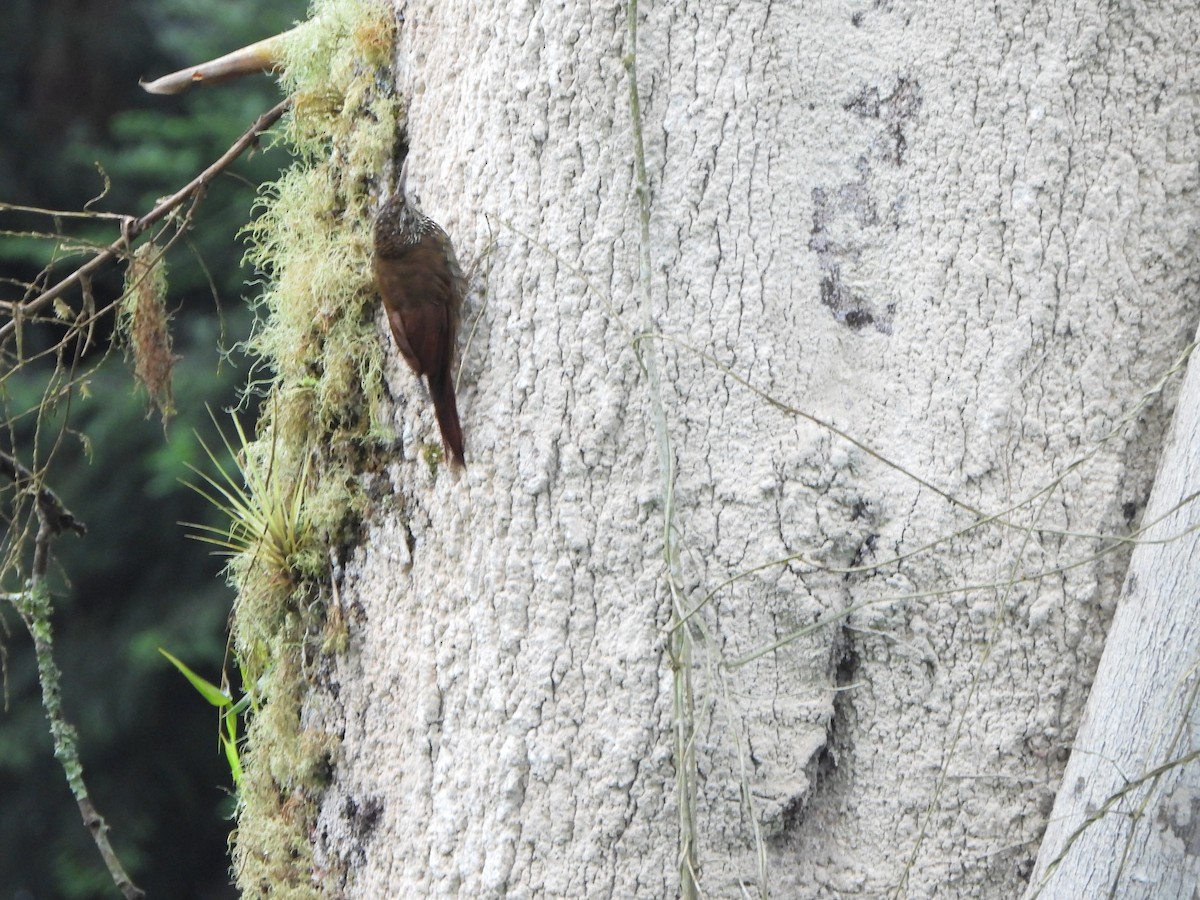 Dağ Tırmaşık - ML646330034