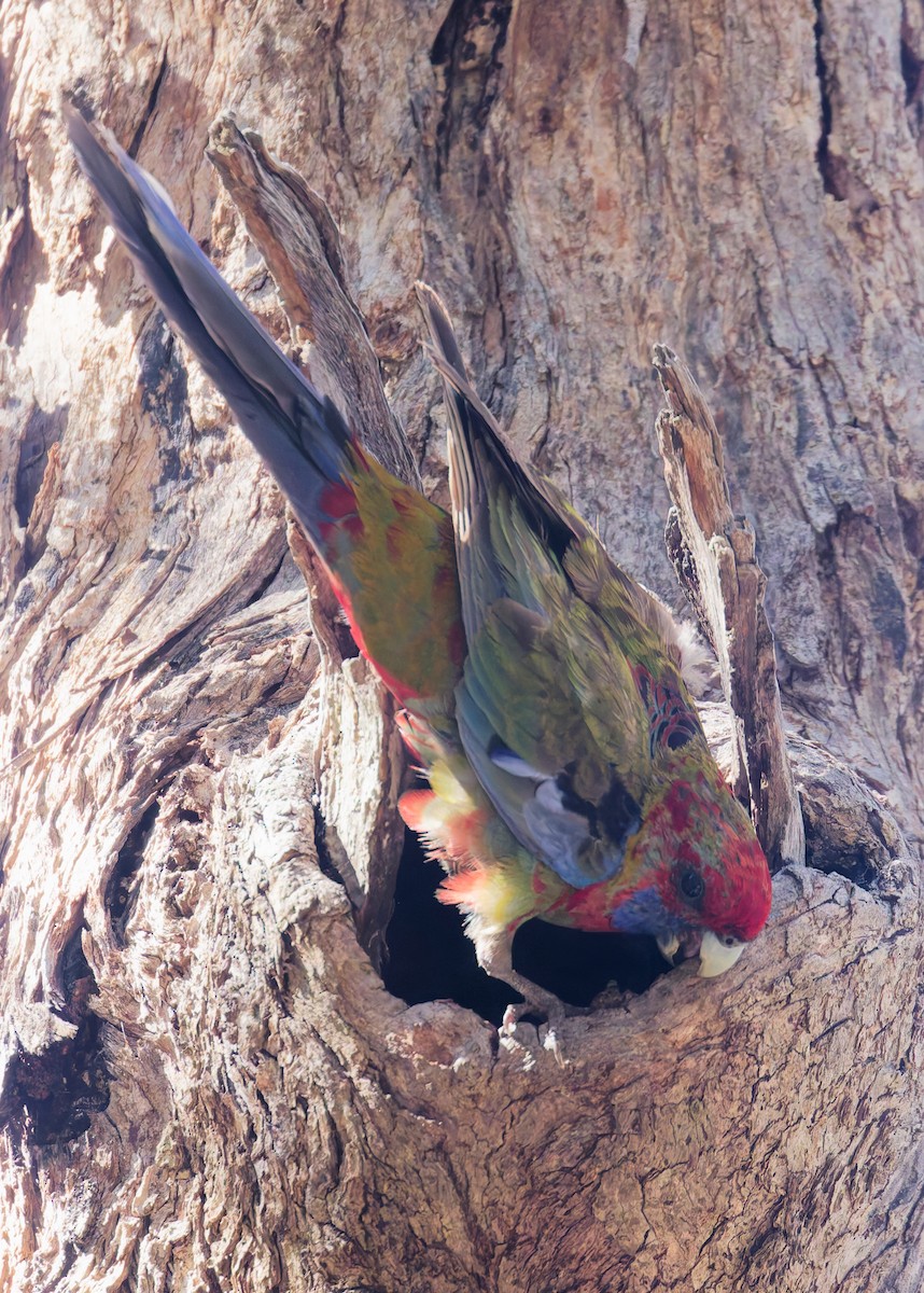 Crimson Rosella - ML646330035