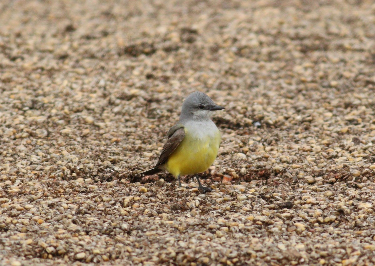 Western Kingbird - ML646330036