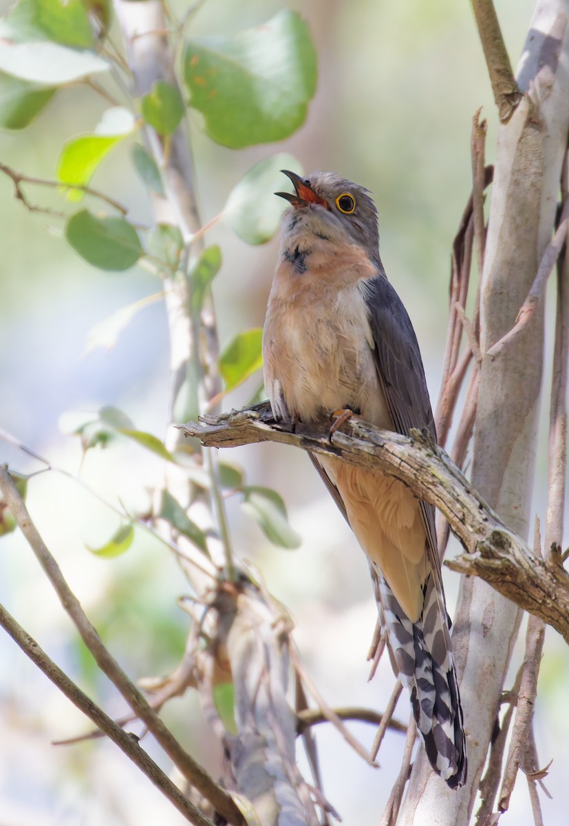 Fan-tailed Cuckoo - ML646330039