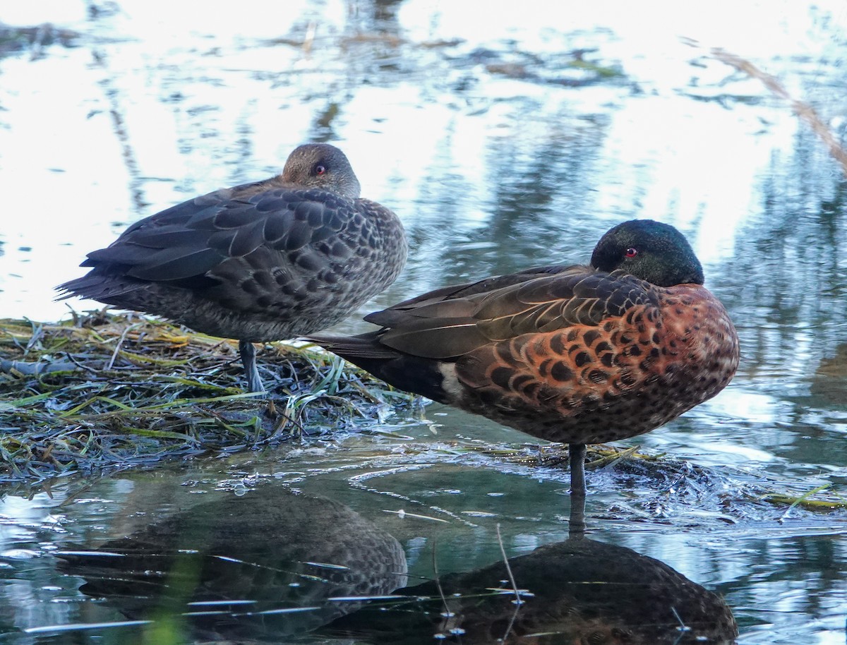 Chestnut Teal - ML646330050