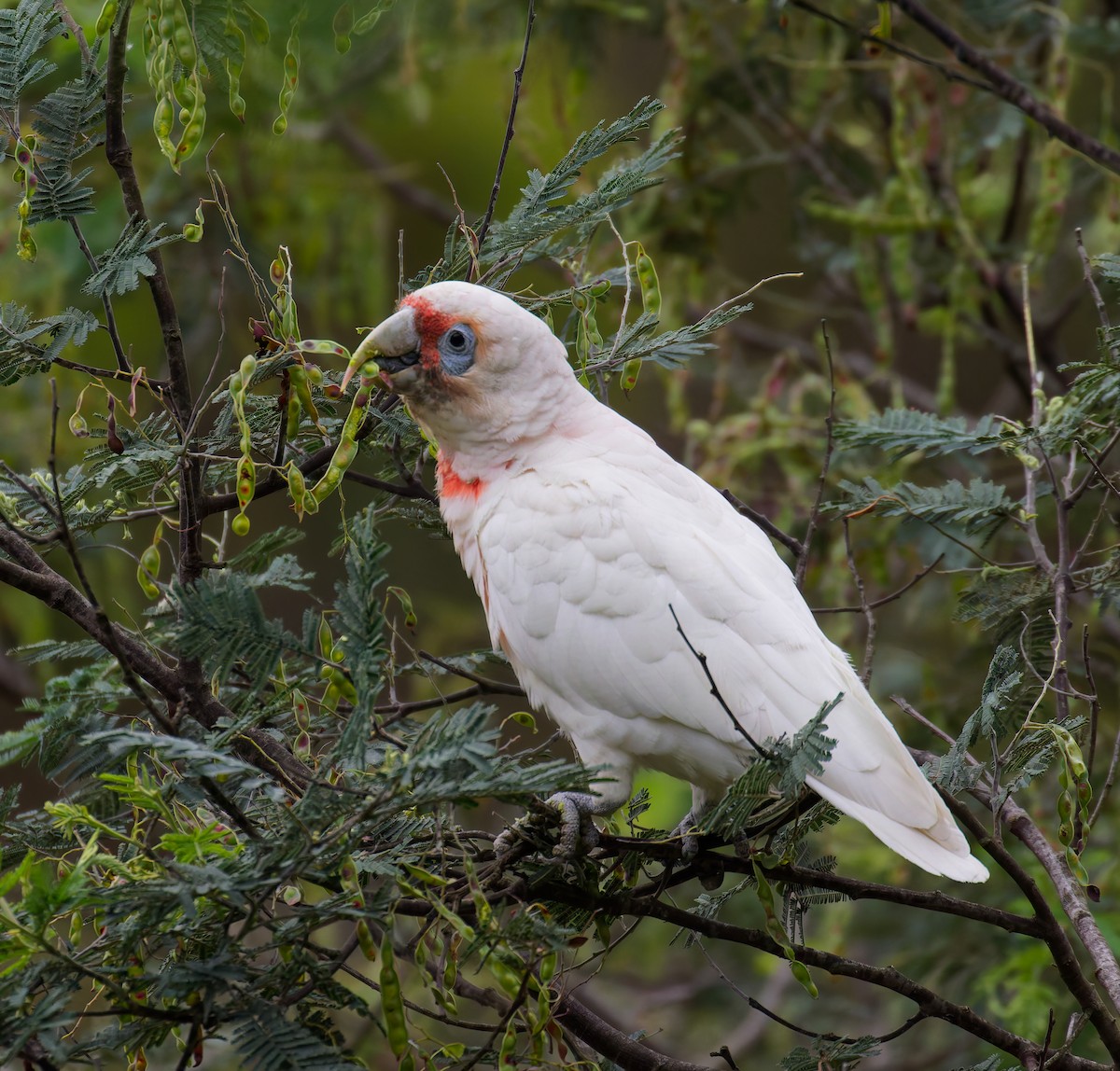 Long-billed Corella - ML646330051
