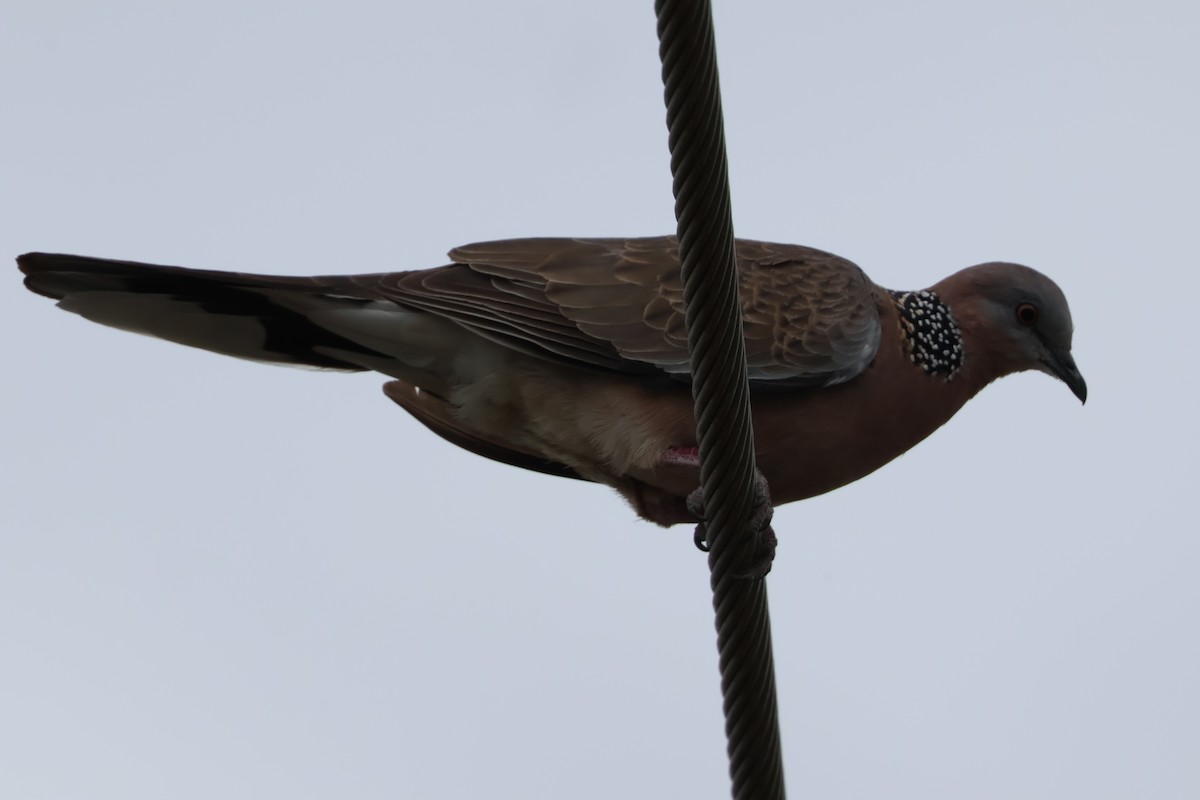 Spotted Dove - ML646330054