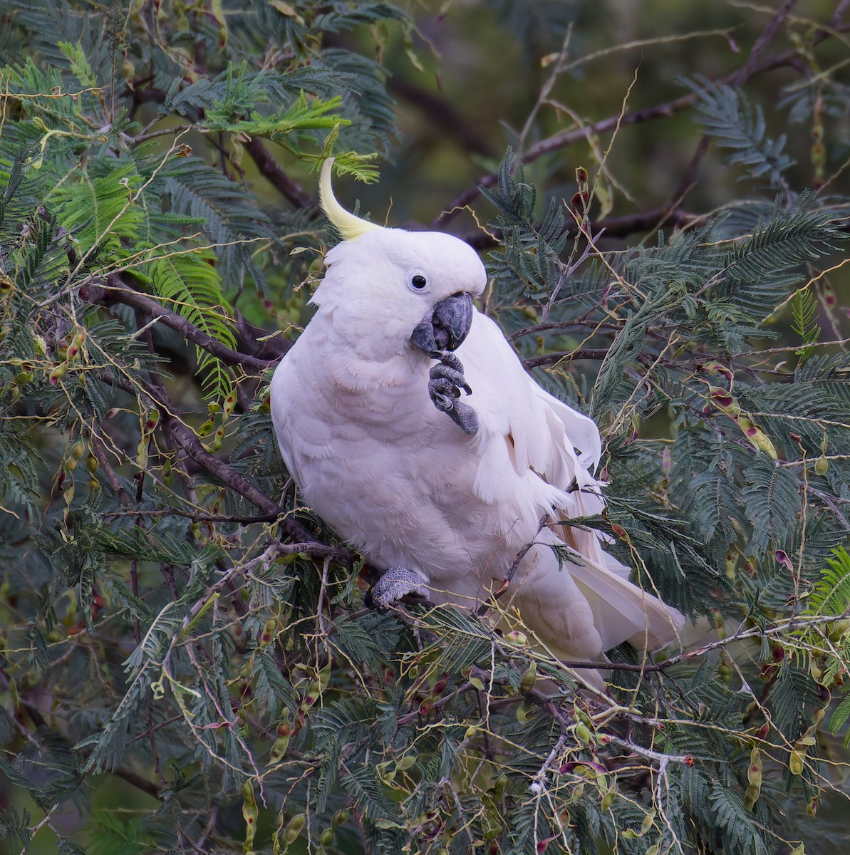Sulphur-crested Cockatoo - ML646330058