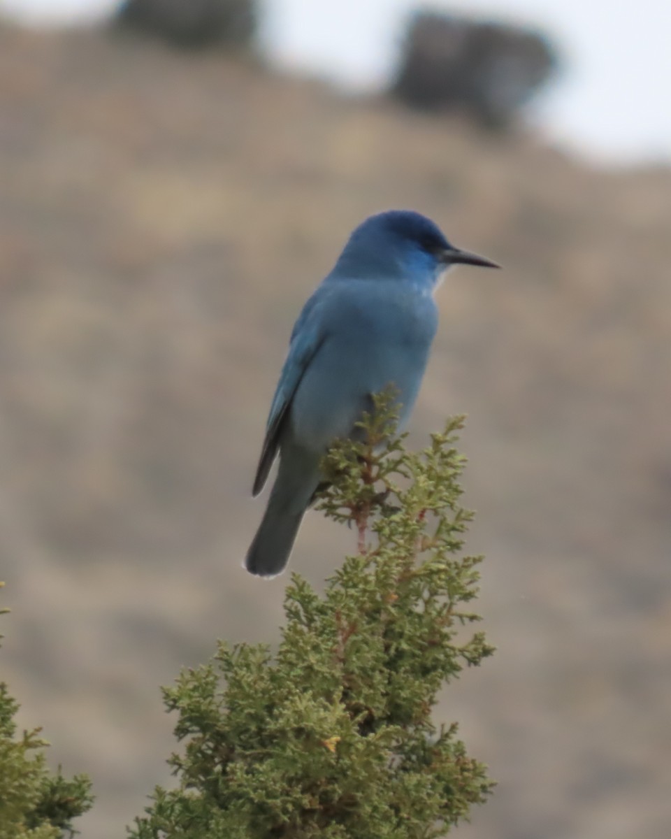 Сойка блакитна - ML646330063