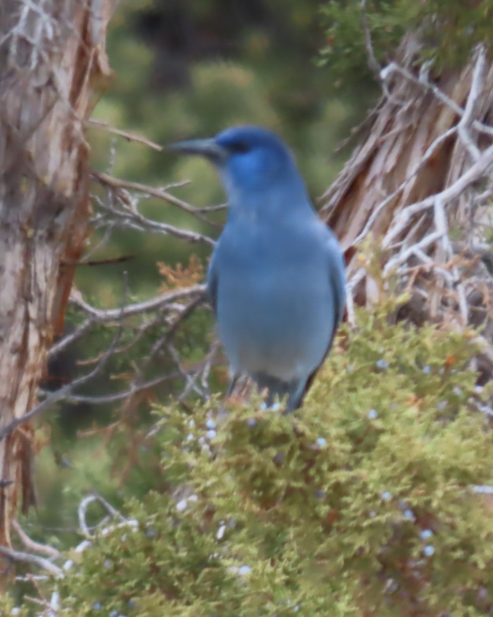 Сойка блакитна - ML646330064