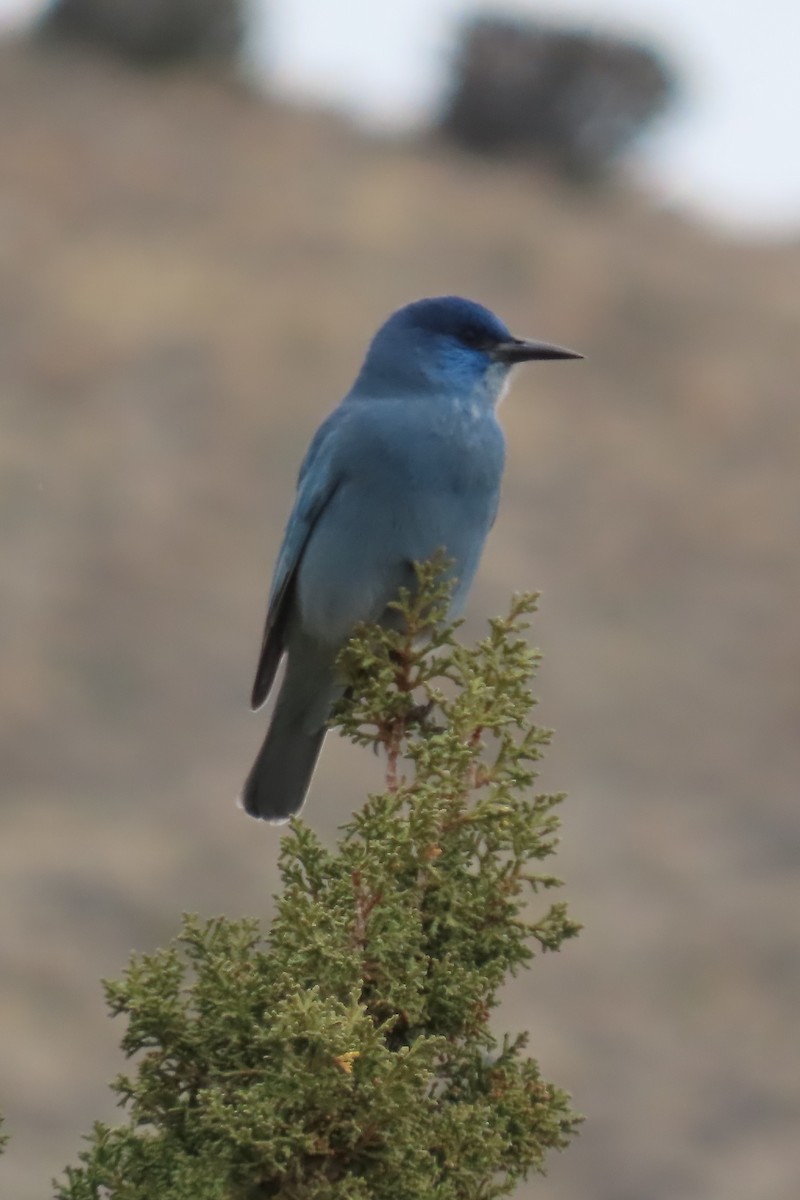 Сойка блакитна - ML646330065