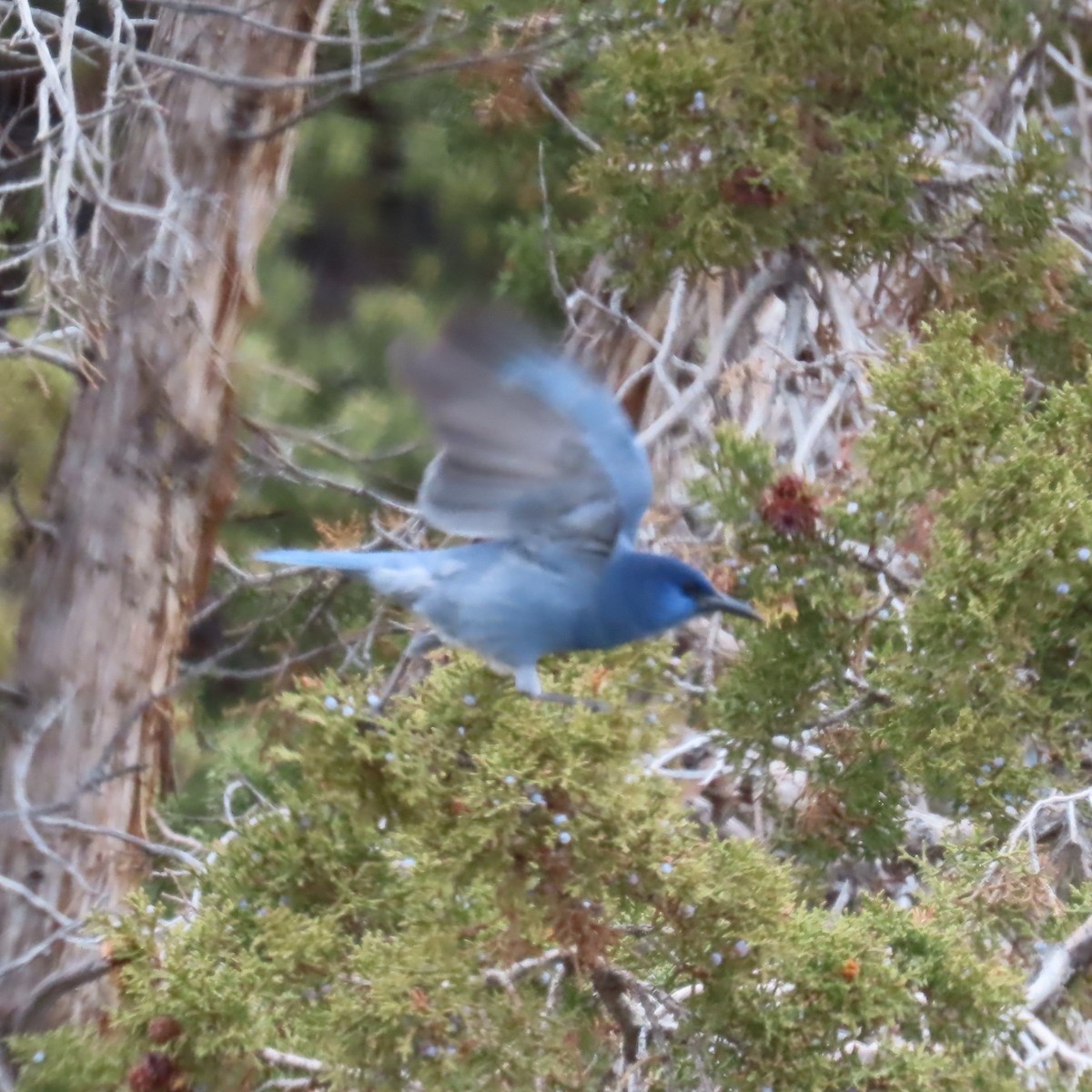 Сойка блакитна - ML646330066