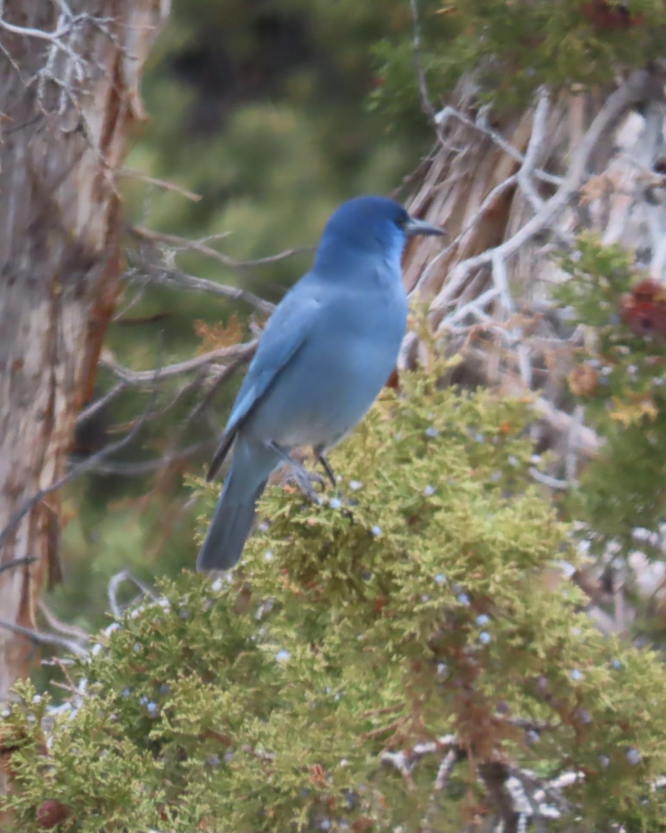 Сойка блакитна - ML646330067