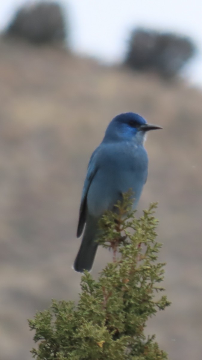 Сойка блакитна - ML646330068