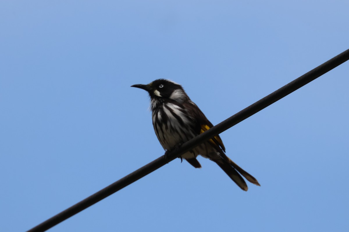 New Holland Honeyeater - ML646330070