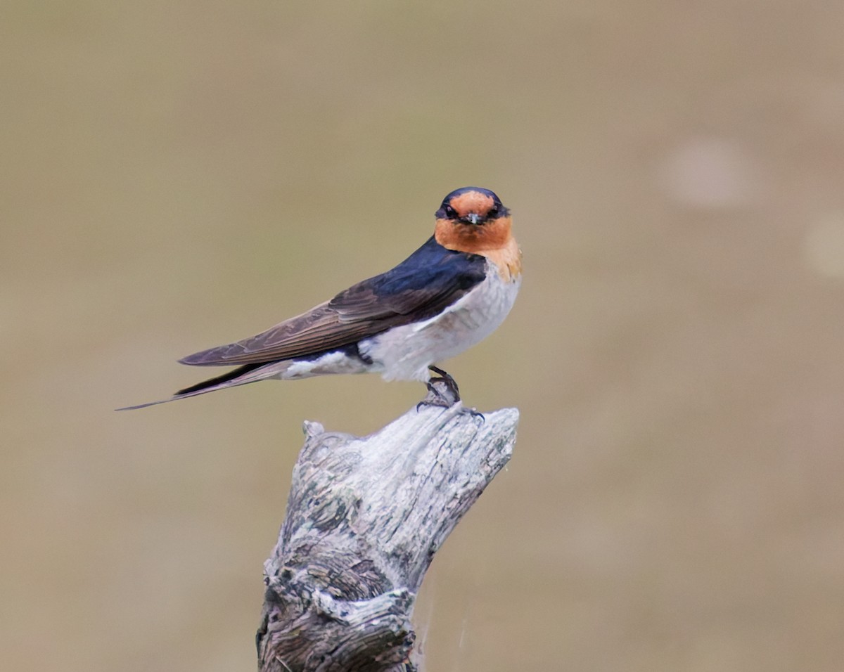 Welcome Swallow - ML646330072