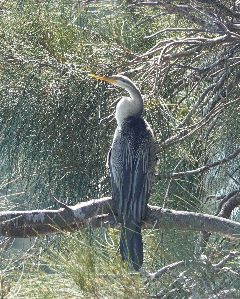 Australasian Darter - ML646330075