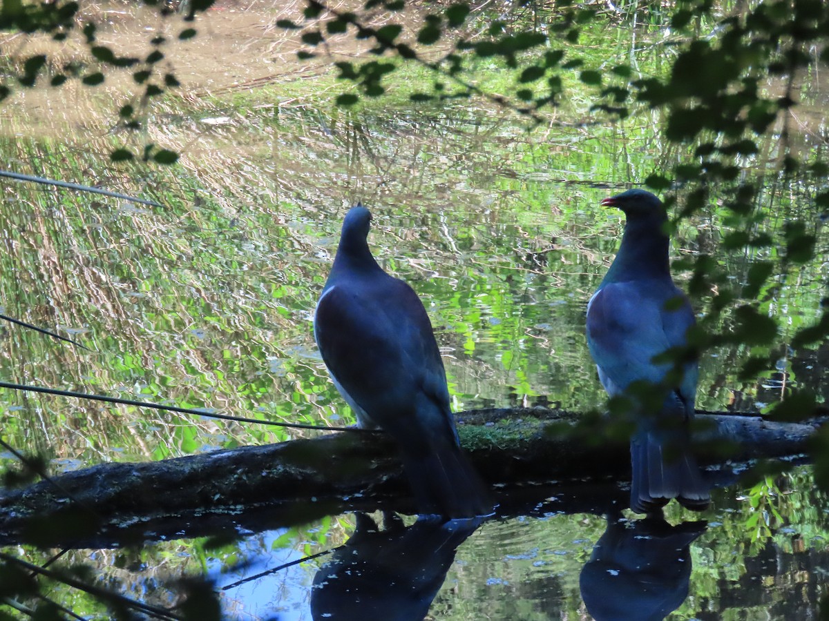 ニュージーランドバト - ML646330076