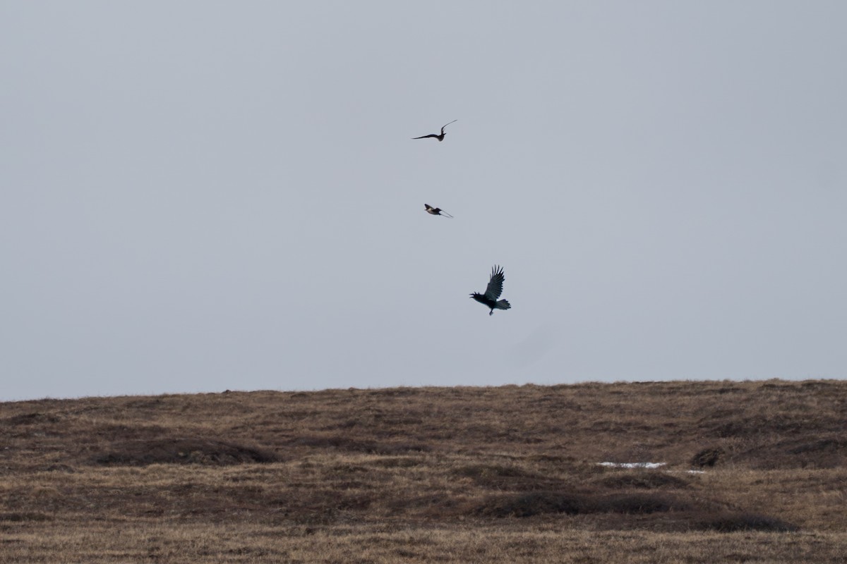 Common Raven - ML646330077