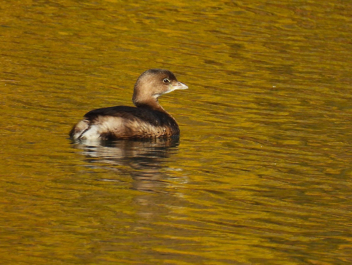 Pied-billed Grebe - ML646330078