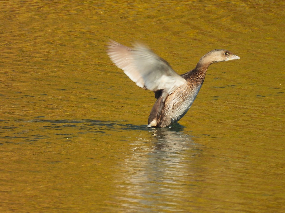 Pied-billed Grebe - ML646330079