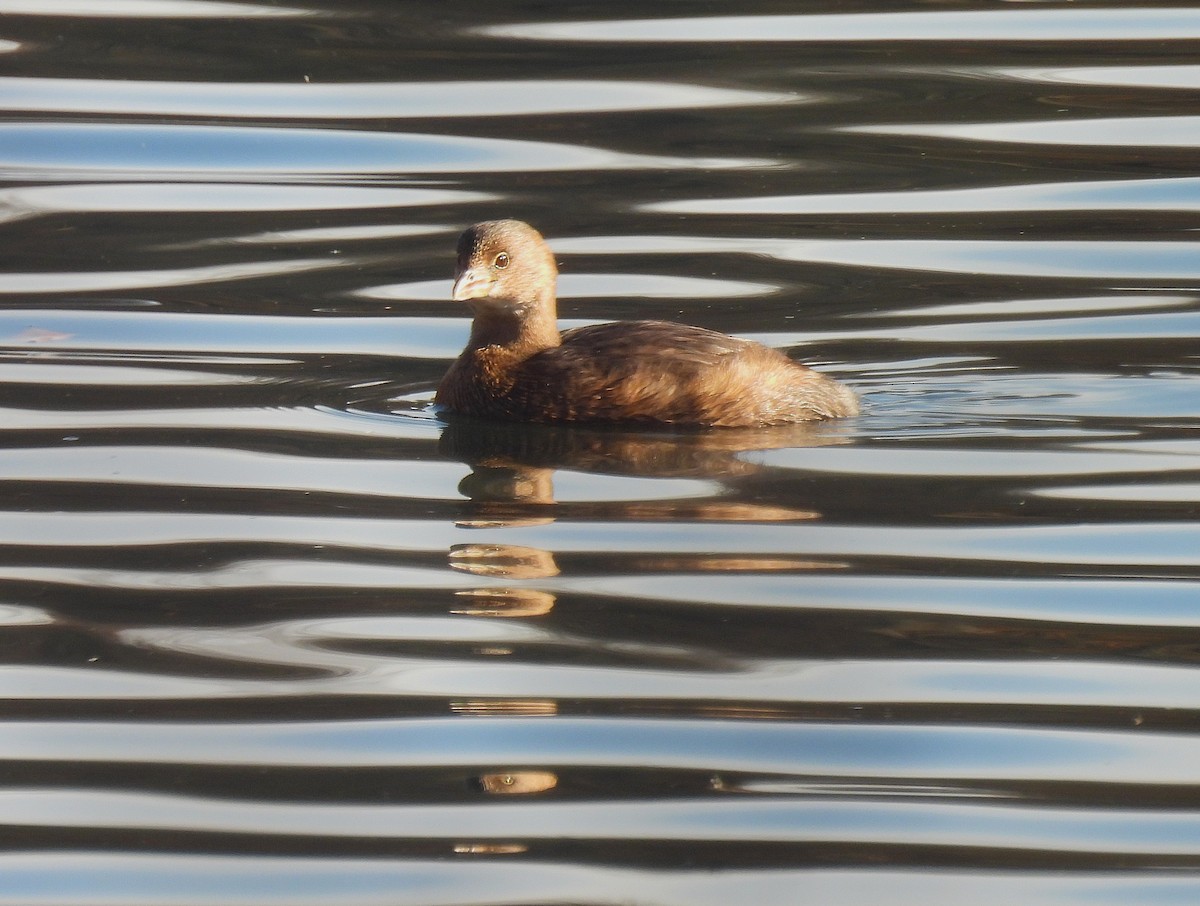 Pied-billed Grebe - ML646330081