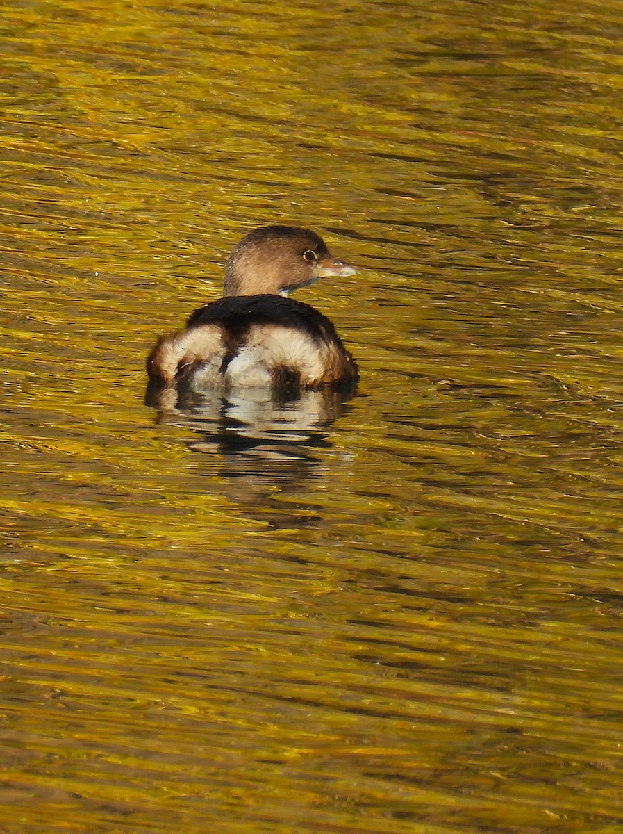 Pied-billed Grebe - ML646330082