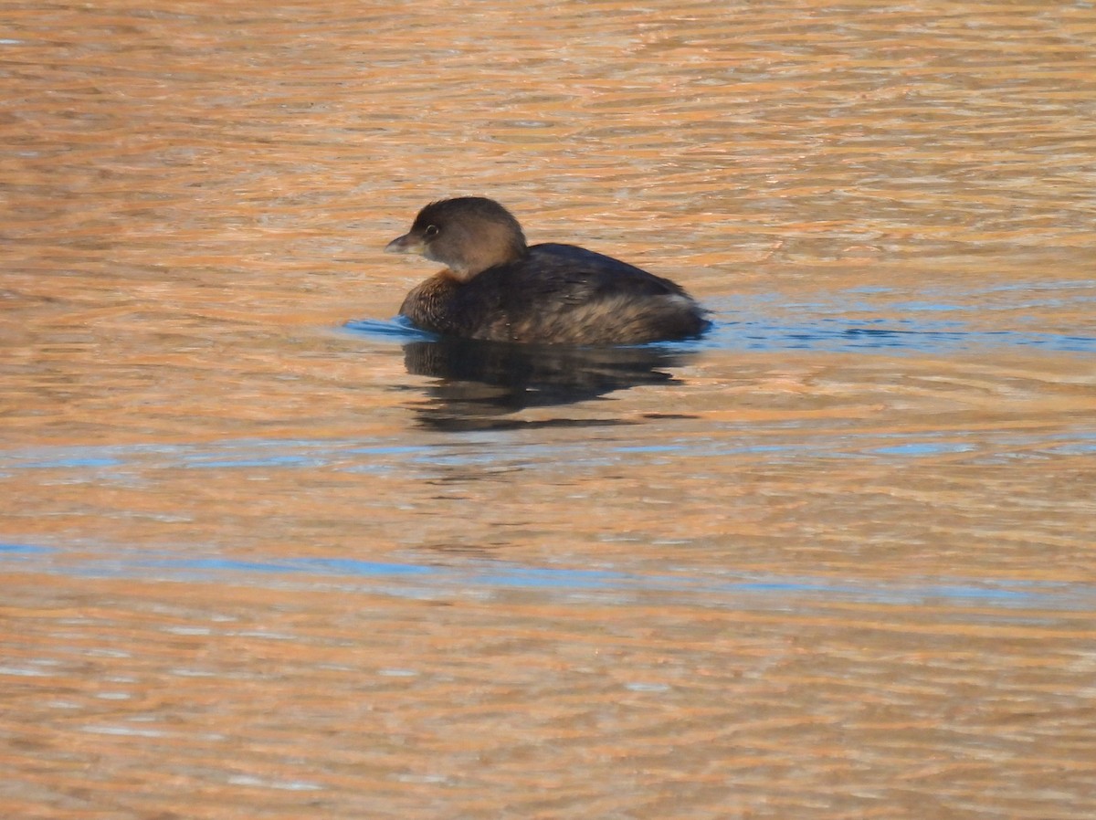 Pied-billed Grebe - ML646330083