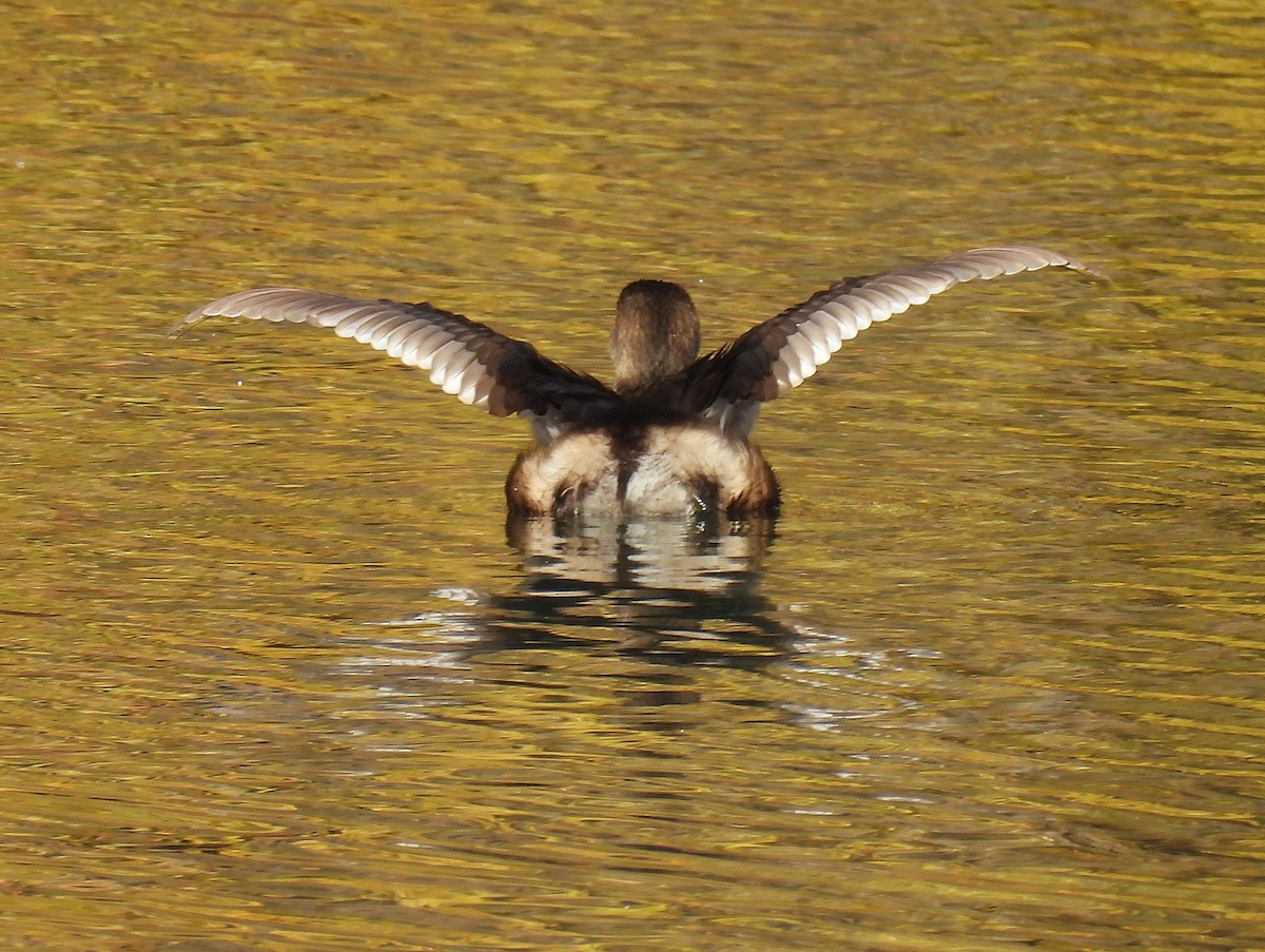 Pied-billed Grebe - ML646330084