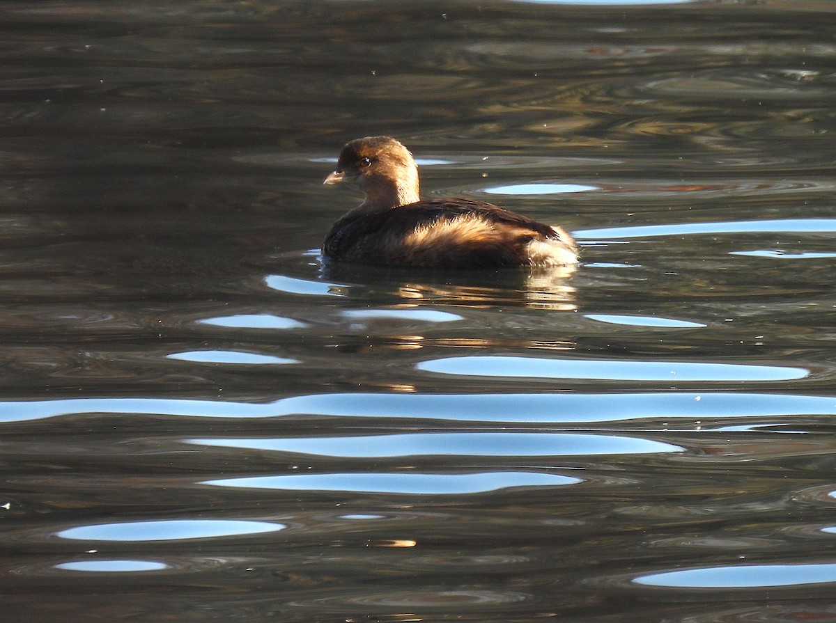 Pied-billed Grebe - ML646330085
