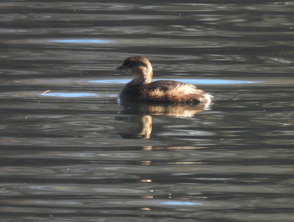 Pied-billed Grebe - ML646330086