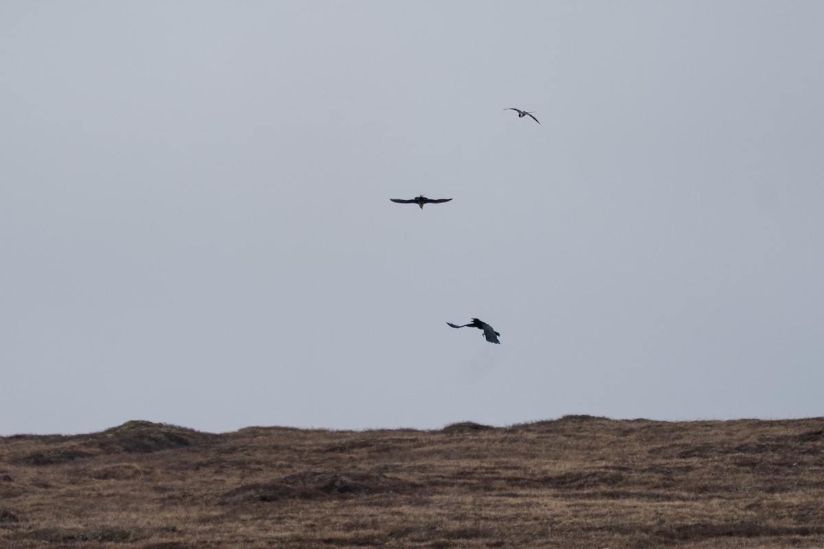 Common Raven - ML646330088