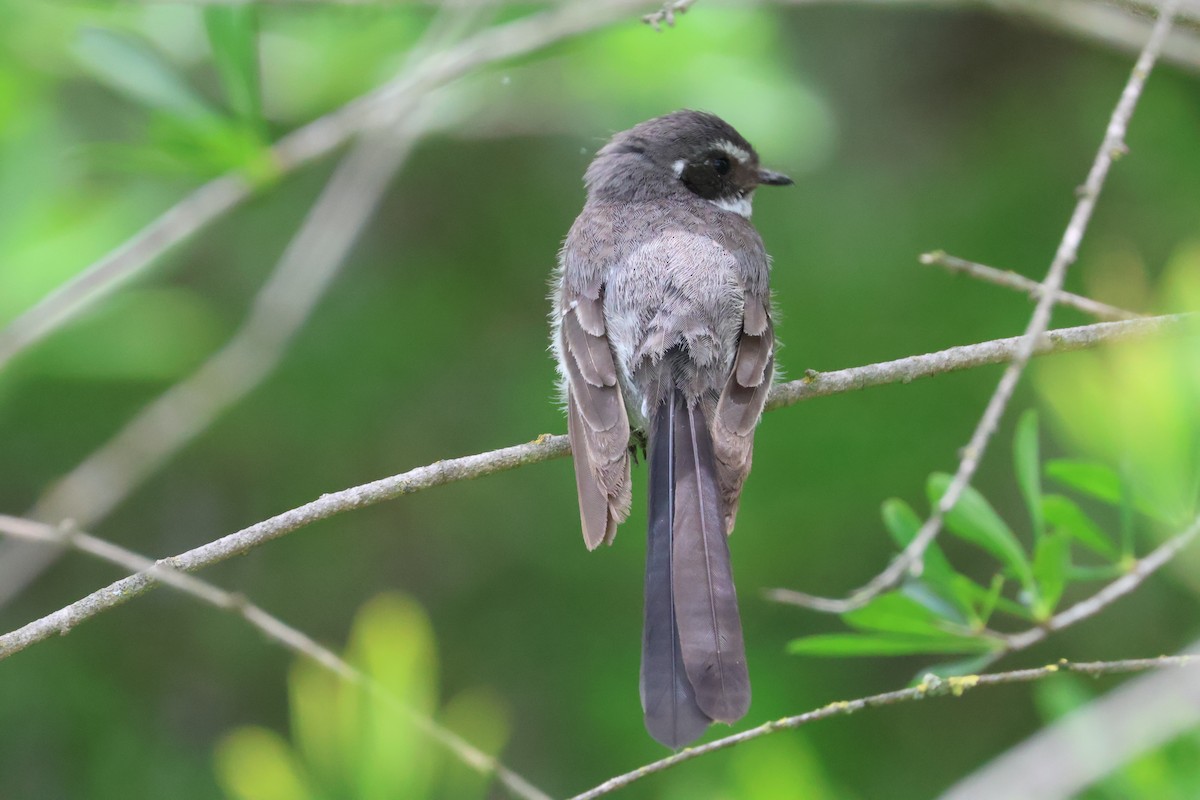 Gray Fantail - ML646330089