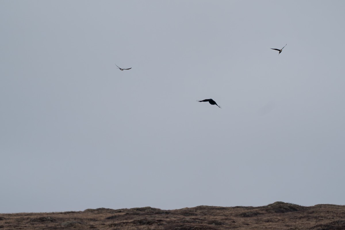 Common Raven - ML646330090