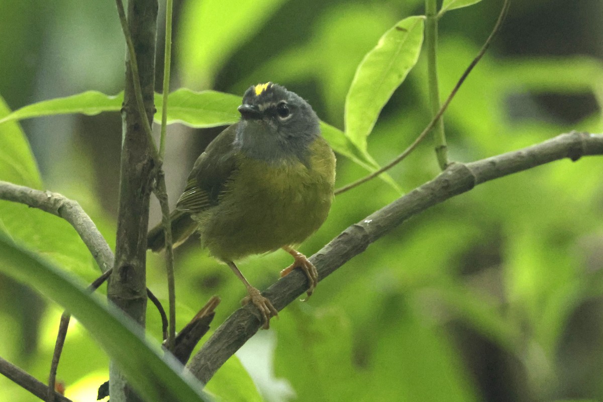 Коронник колумбійський - ML646330093