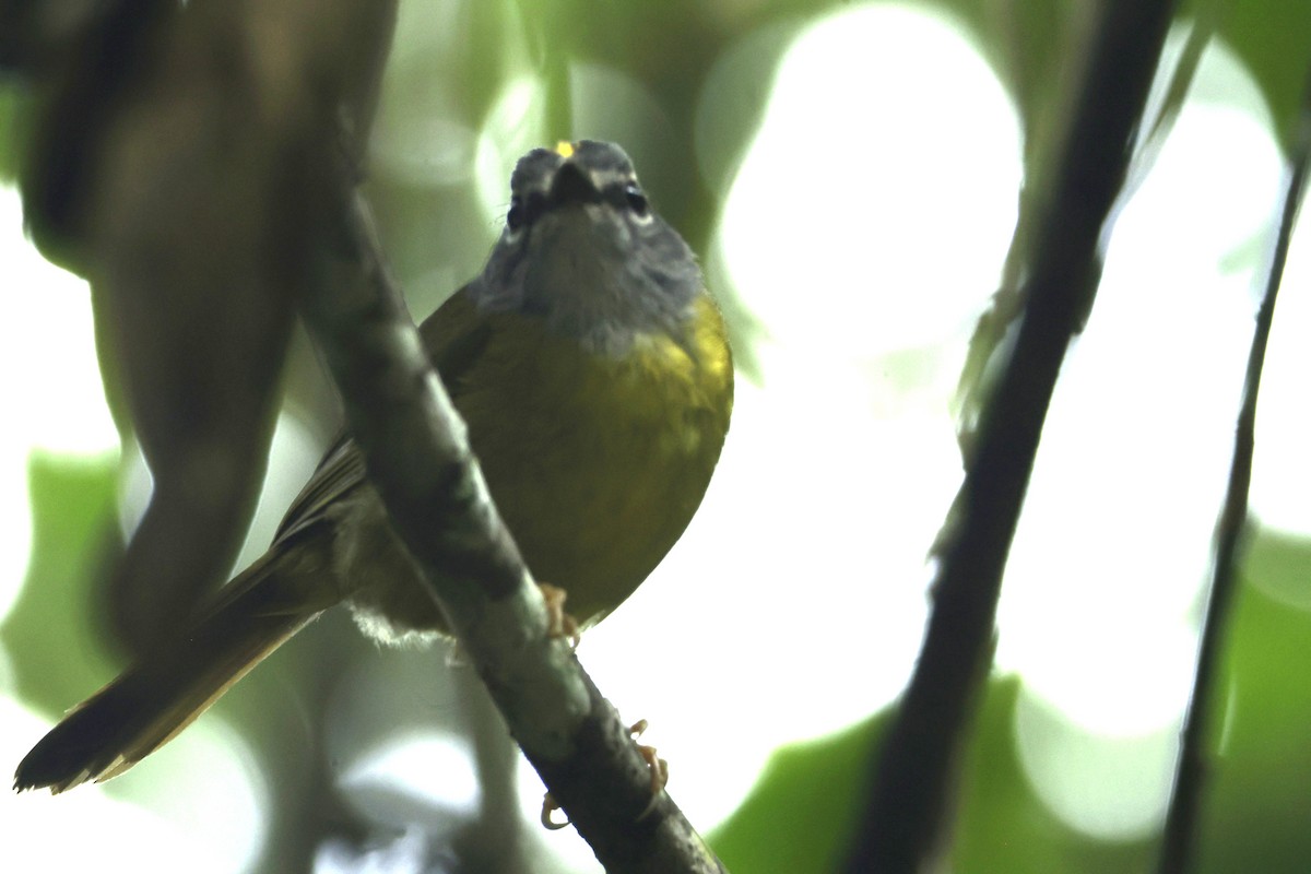 Коронник колумбійський - ML646330094