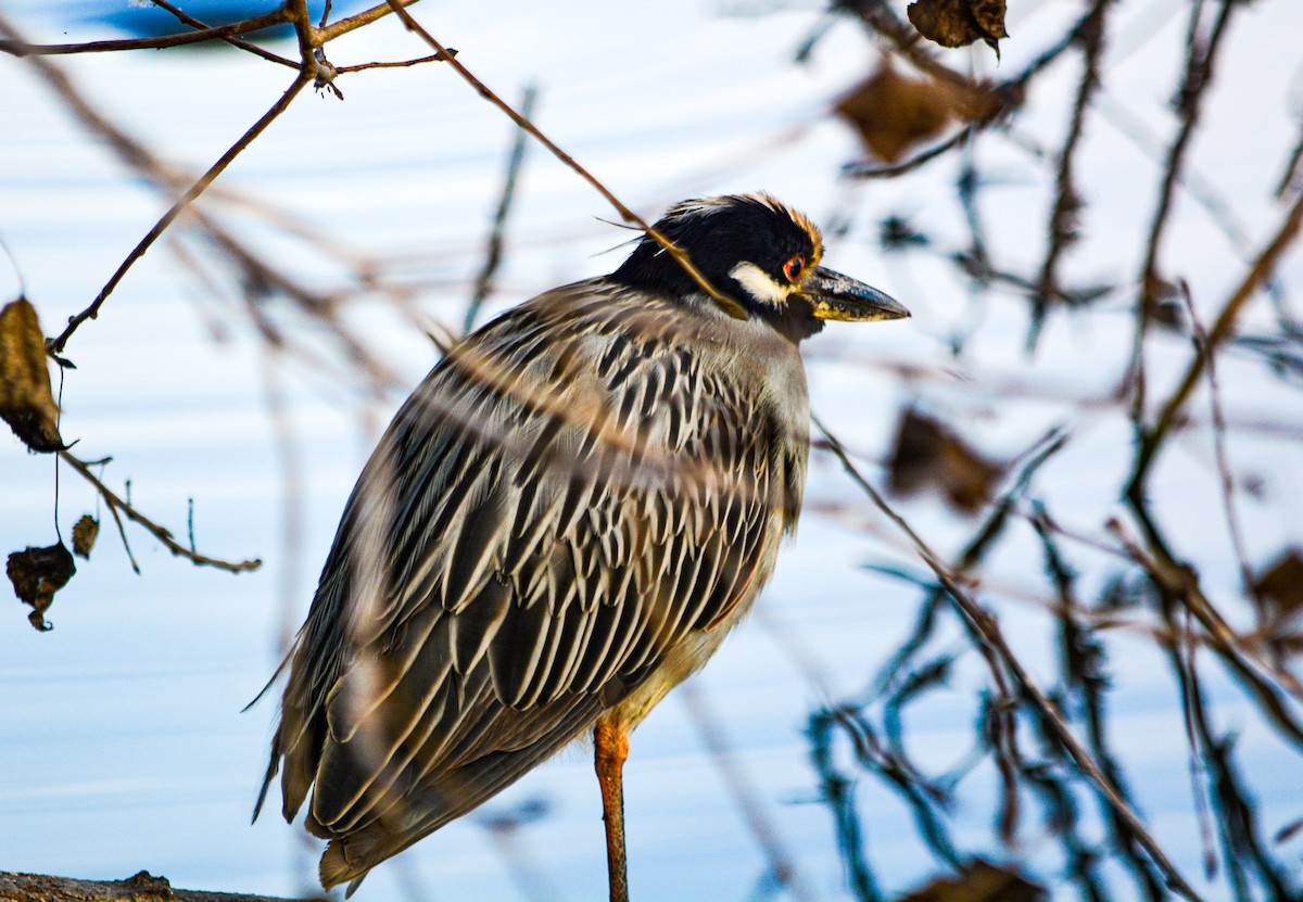 אנפת לילה צהובת-כיפה - ML646330095