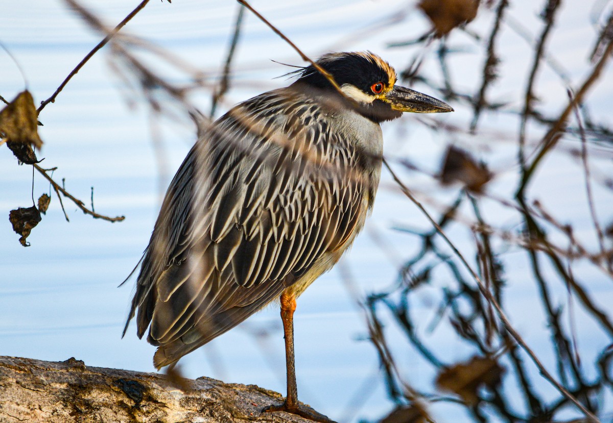 אנפת לילה צהובת-כיפה - ML646330097